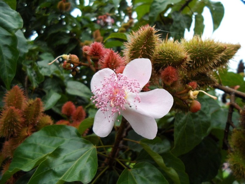 Bronceador de Urucum