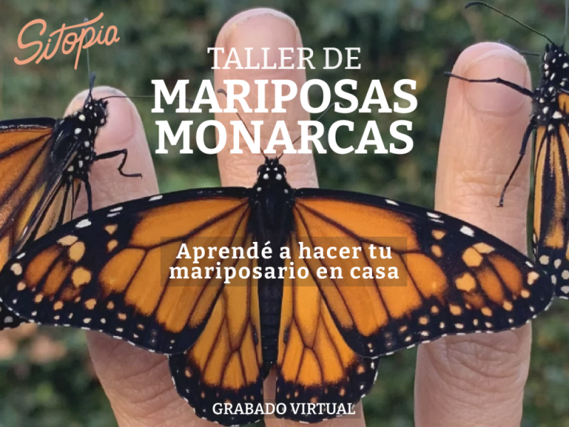 Taller de Mariposas Monarcas Grabado