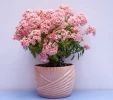 Maceta HUG color rosa (en stock)