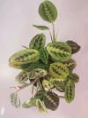 Maranta tricolor