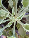 Suculenta Senecio Kleiniiformis