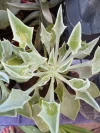 Suculenta Senecio Kleiniiformis