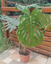 Monstera deliciosa