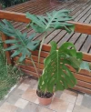 Monstera deliciosa
