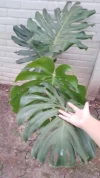 Monstera deliciosa