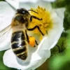 Cuaderno del Guardián de las Abejas (cuadernillo educativo)