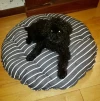 Cama