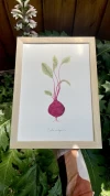 Serie Vegetales n° l - Remolacha