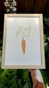 Serie Vegetales n° ll - Zanahoria