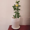 florero ancho
